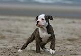 BOULEDOGUE AMERICAIN 236